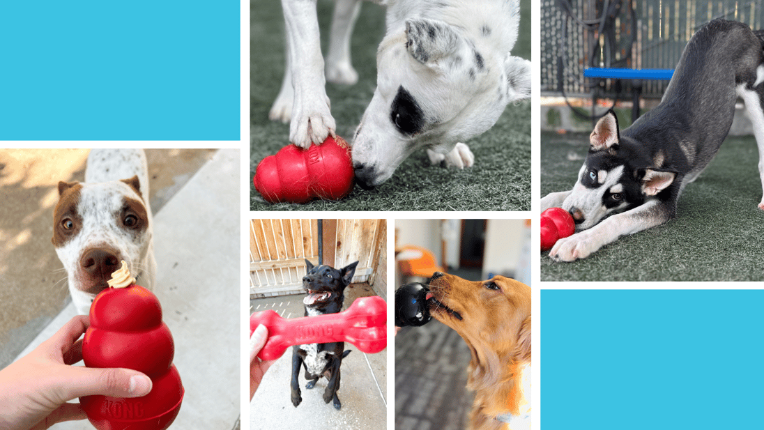Kong pets shop